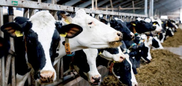 غاز الميثان من روث الحيوانات