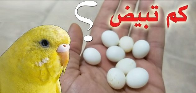 كم عدد بيض العصافير الاسترالى