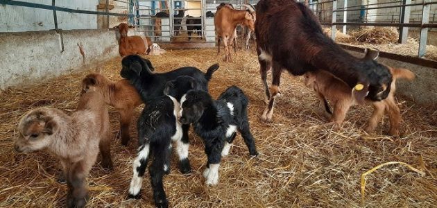 كم مرة تلد الماعز في السنة