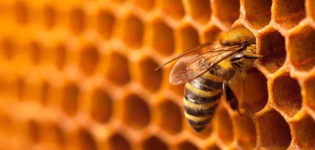 كيفية تدفئة النحل في الشتاء