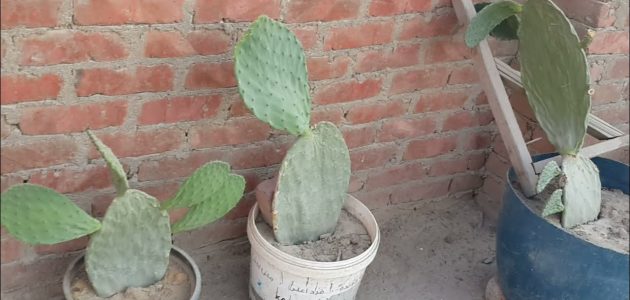 كيفية زراعة التين الشوكي في المنزل