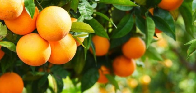 متى تثمر شجرة البرتقال