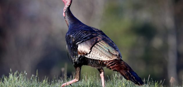 مشاكل تربية الديك الرومي