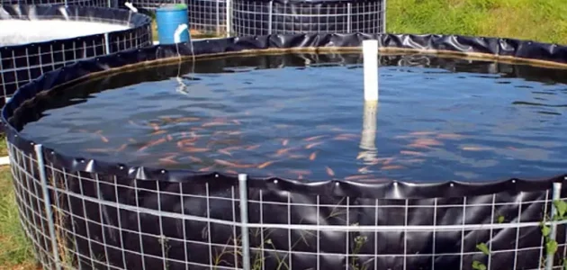 مشروع تربية الأسماك في الأحواض البلاستيكية