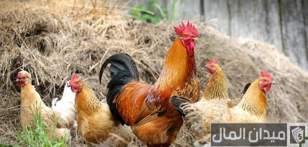 مشروع تربية الدواجن في مصر