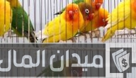 دراسة جدوى مشروع تربية الطيور في المنزل
