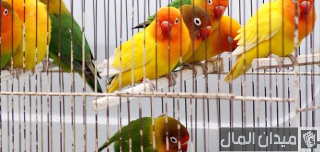 مشروع تربية الطيور في المنزل