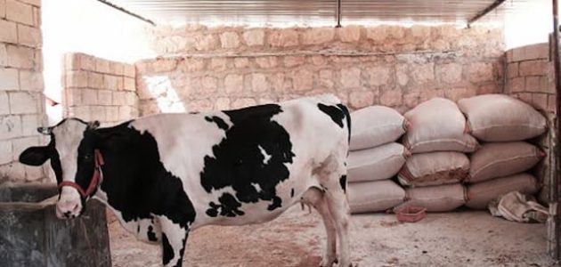 مشروع تربية المواشي