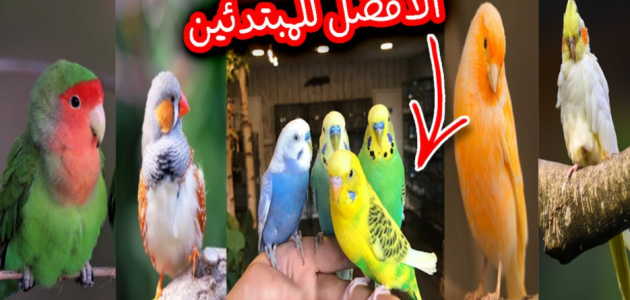 مشروع تربية عصافير الزينة