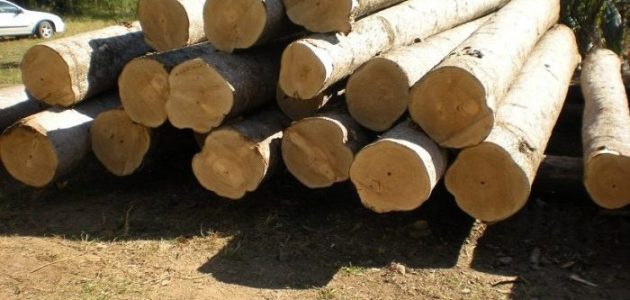 مشروع زراعة الباولونيا