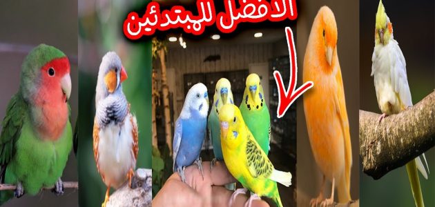 مشروع عصافير الزينة