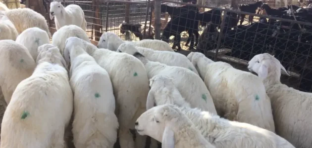 مشروع غنم كم يكلف