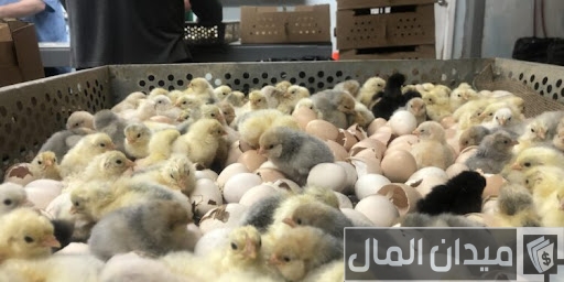 مشروع فقاسة بيض