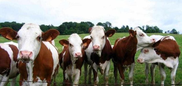 مكونات العلف المركز للعجول