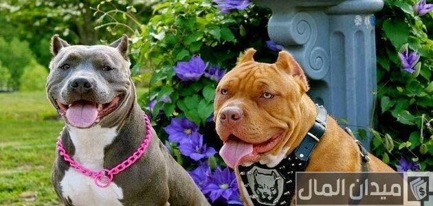 مميزات وعيوب كلاب البيتبول