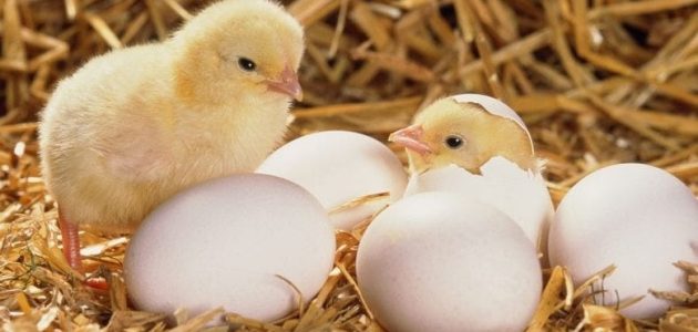 مواصفات كتكوت الكب الأبيض