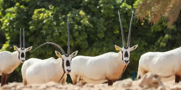 مواعيد عمل حديقة الحيوانات كابر أم القيوين