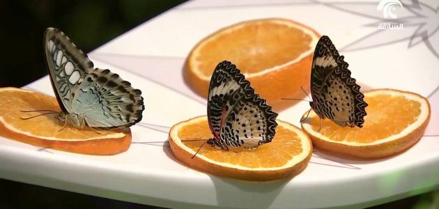 مواعيد عمل حديقة الفراشات الشارقة في رمضان