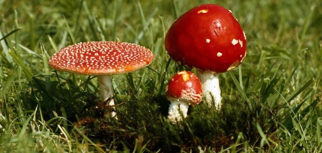 هل مشروع عيش الغراب فاشل