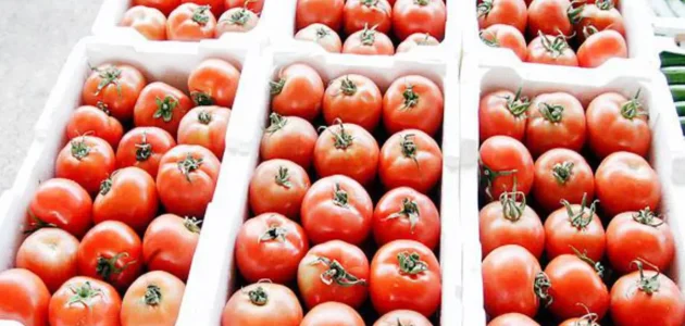 وقت زراعة الطماطم في السعودية