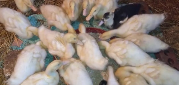 أحسن أنواع العلف للبط