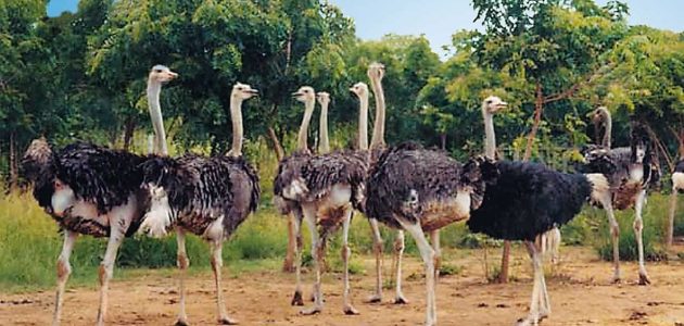 أرقام تليفونات مزارع النعام