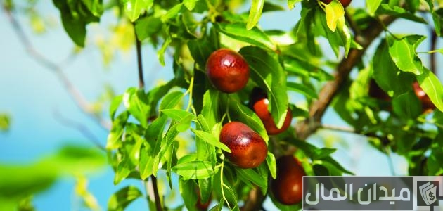 أشجار مثمرة دائمة الخضرة