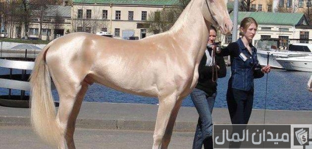 أغلى حصان في العالم