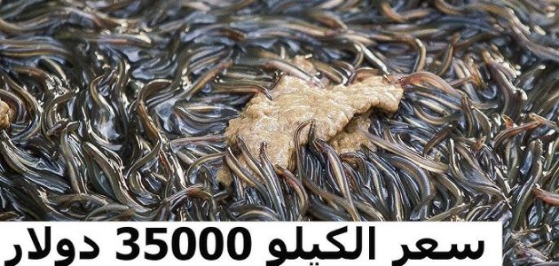 أغلى سمك في العالم