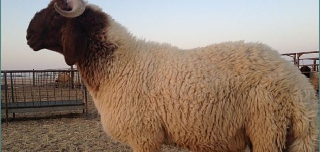 أفضل أنواع الغنم النعيمي