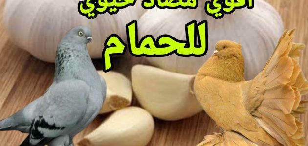 أفضل مضاد حيوي لعلاج السالمونيلا للحمام