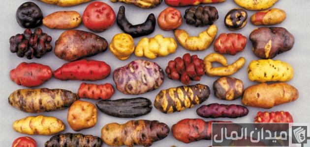 أنواع البطاطس واستخداماتها