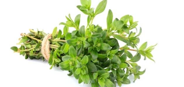 أنواع الزعتر