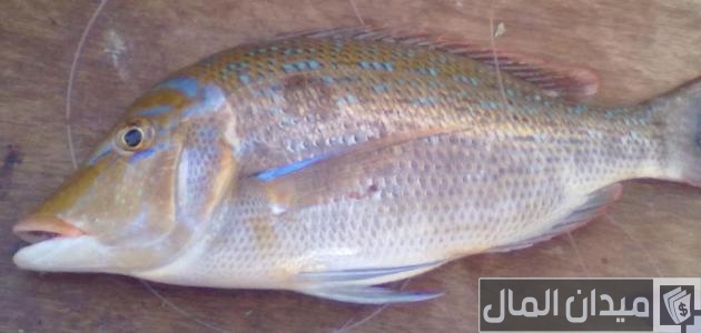 أنواع السمك في الكويت