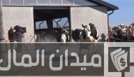 دراسة جدوى مشروع إنشاء مزرعة أبقار نموذجية وأرباحه الشهرية