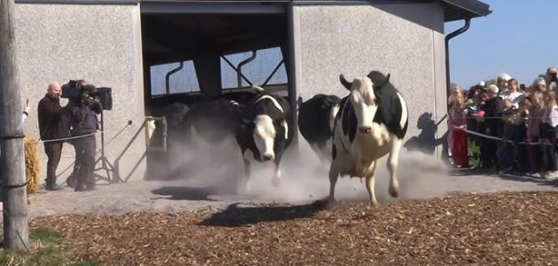 إنشاء مزرعة أبقار نموذجية