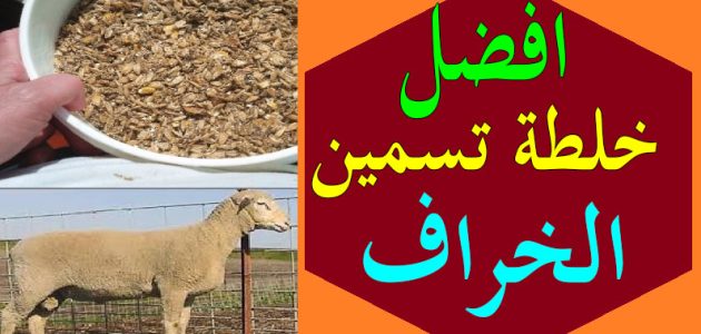 افضل الاعلاف لتسمين الأغنام