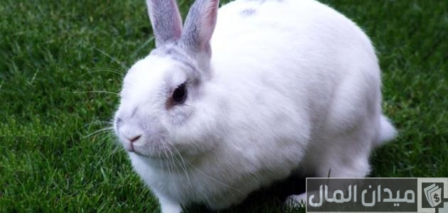 الأمراض الناتجة عن تربية الأرانب