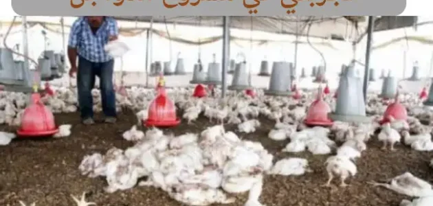 تجربتي في مشروع الدواجن