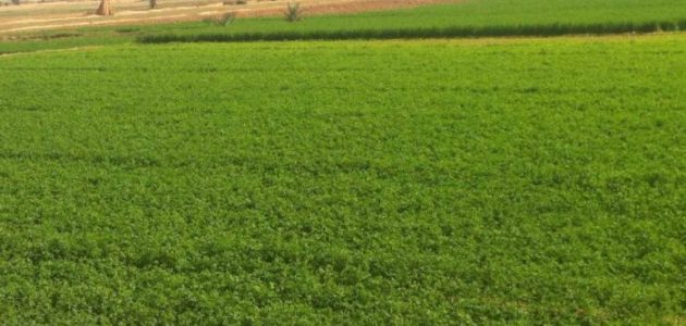 دراسة جدوى استصلاح 20 فدان