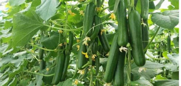 دراسة جدوى زراعة الخيار