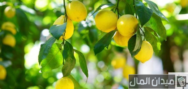 دراسة جدوى زراعة فدان ليمون