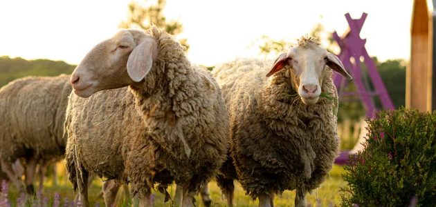 دراسة جدوى لمشروع اغنام