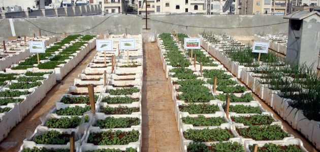 دراسة جدوى مشروع زراعة الأسطح