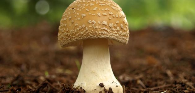 دراسة جدوى مشروع زراعة فطر عيش الغراب