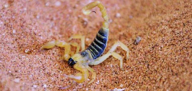 دراسة جدوى مشروع سم العقارب