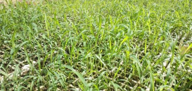 رايكم في تجارة البرسيم