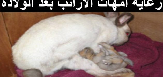 رعاية أمهات الأرانب بعد الولادة