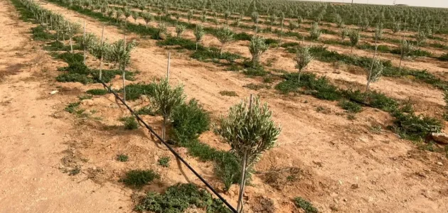 زراعة الزيتون في تونس