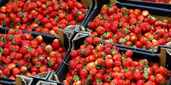 شركات تصدير الخضروات والفاكهة